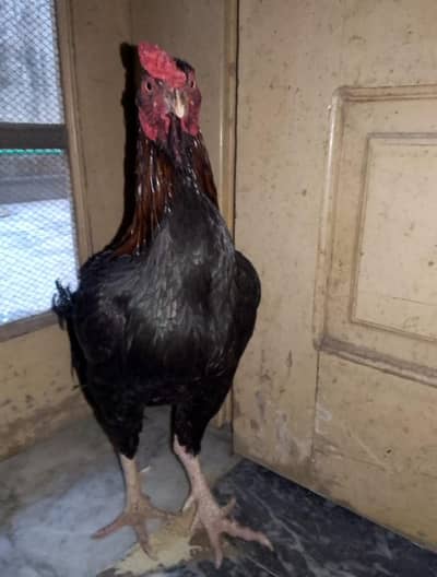 میانوالی نسل