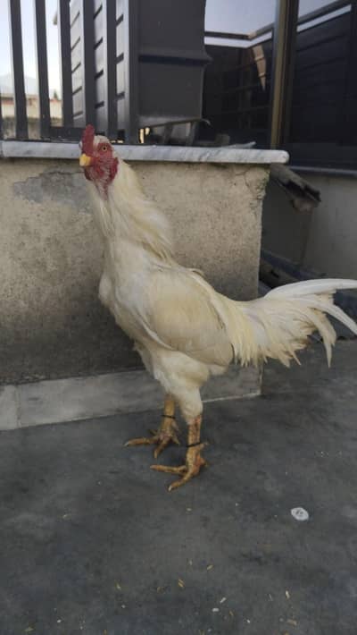 aseel heera pair and chiks