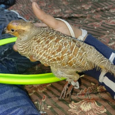 gora teeter for sale 03015138584