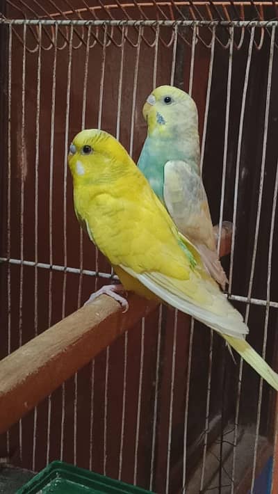 budges pair for sale younger pair hai