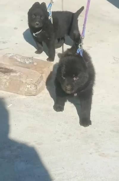 English German shepherd