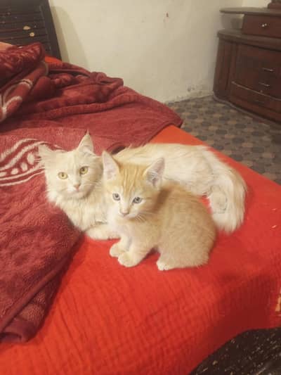 Persian female cats and kitten available