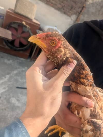 aseel hens for sale male or female