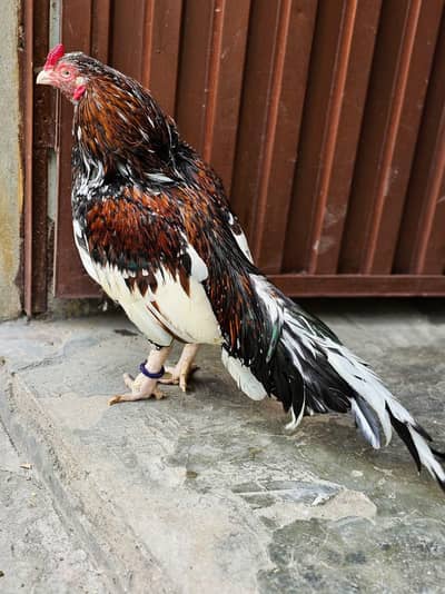 Top quality Aseel breeders for sale