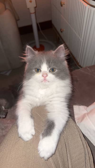 Grey and white kitten