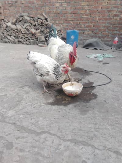 pair hai murgi anday daite hai ur para b malte hai