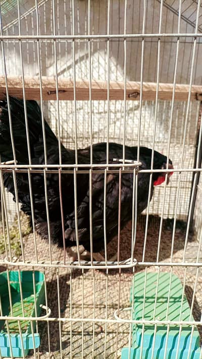 Jat Black shine color female