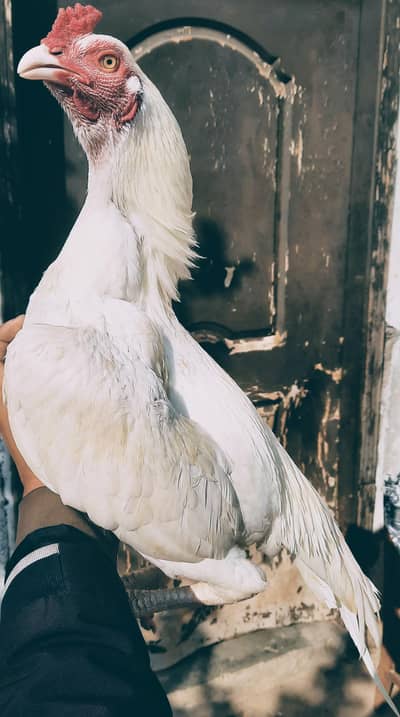 Heera aseel patha for sale