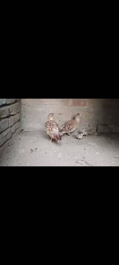 2irani. teetr pairs. . seeti k 60.70 . . prcnt bolty. . breedr pair . han .