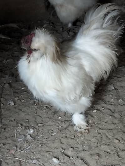 Silkie Breeder Male + White heavy Chicks