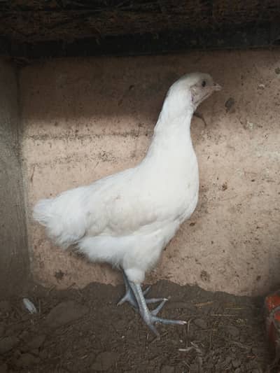White australop heritage / chicks / hens / Aseel / murga / fancy hen
