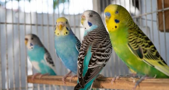 Australian Budgie pairs for sale