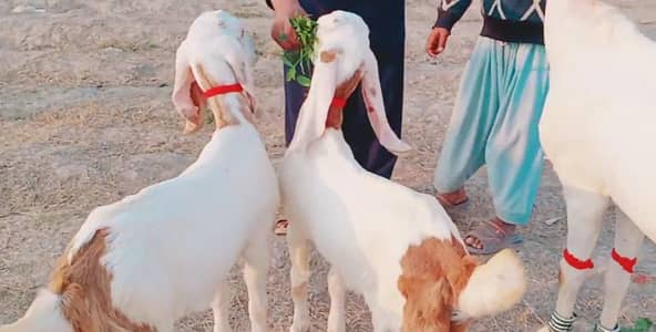 2 Bacchon Ka Sath Desi Bakri For Sale call me _+03291198926