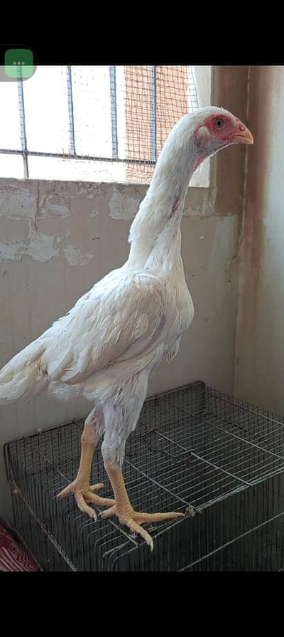 OH SHAMO GARMAN KING OH SHAMO HEERA