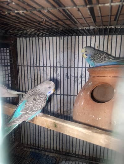 Australian/budgies pairs