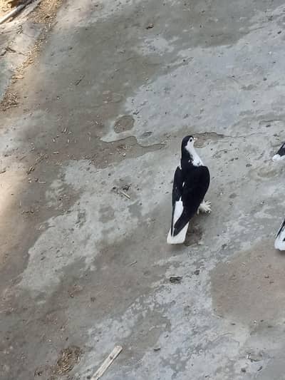 laka and sehrazi females