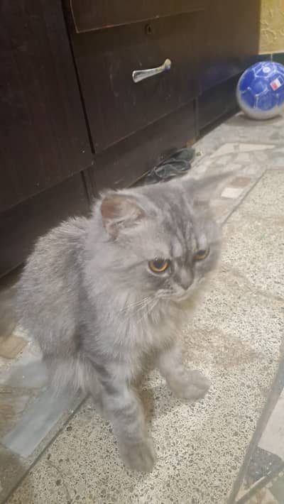 Female Persian cat 6 months age