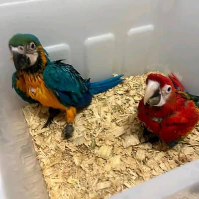 Rad macaw parrot and blue macaw parrot chicks 03347971884
