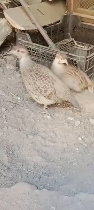 irani dakhni pair. . breedr . . 03120152288. . whtsp