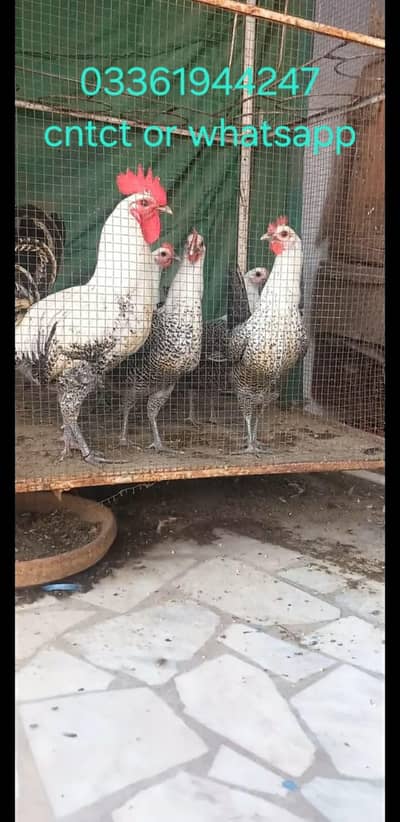 Top Quality Fayoumi Eggs avlble Fresh & fertile 100%