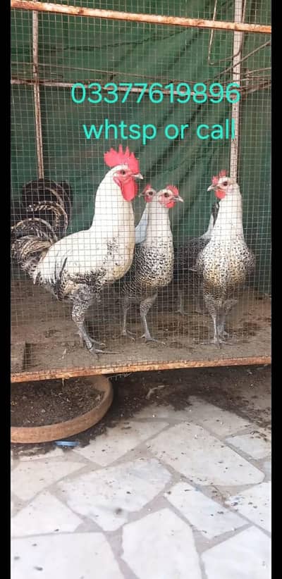 Top Quality Fayoumi Eggs avlble Fresh & fertile 100%