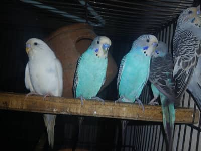 ​7 Healthy Budgies for Sale (1 pair with 2 eggs)
