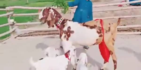 3 Bacchon Ka Sath Desi Bakri For Sale/ +03291198926