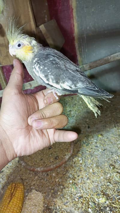 grey chick cocktail  tame