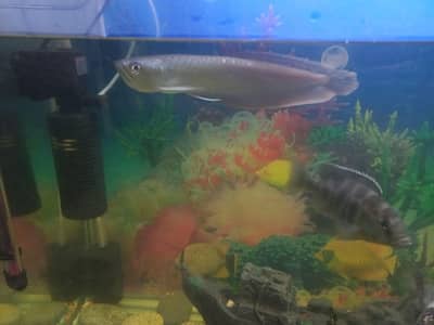 Silver Arowana - 10-12 inch