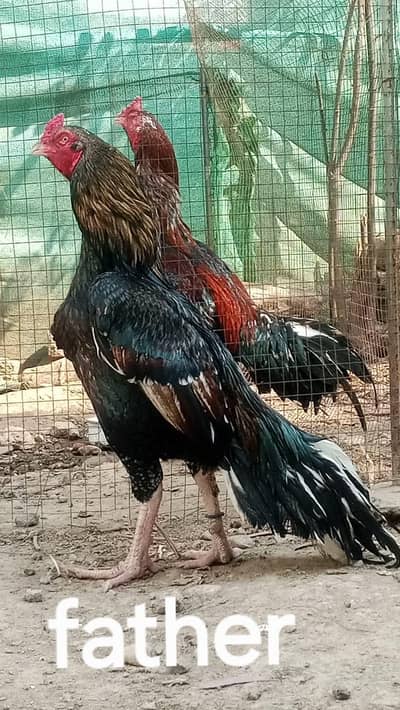 , pure blood line , lakha 2 sawa 1 ,