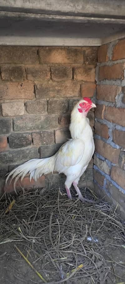 White aseel and Lakha Mushka aseel patha