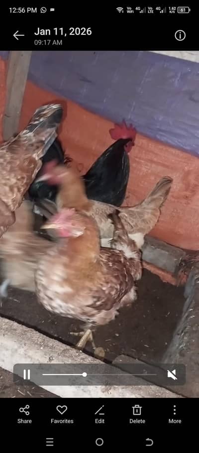 fresh egg laying hen