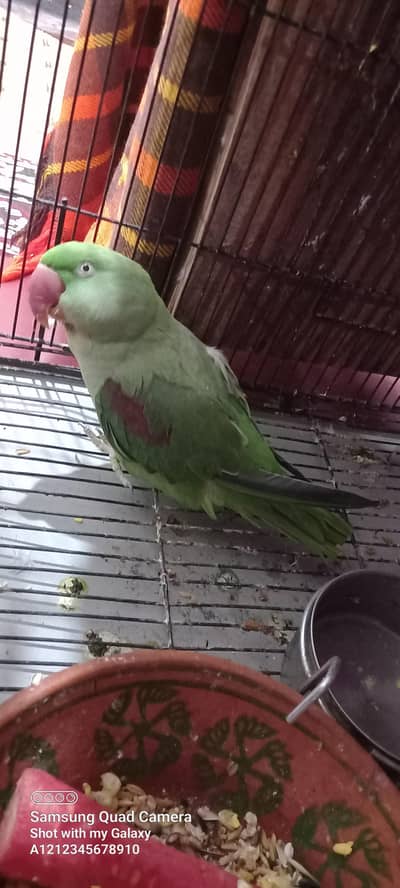 parrot for sale
