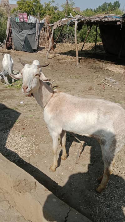 2 manth ki cros yang female hy