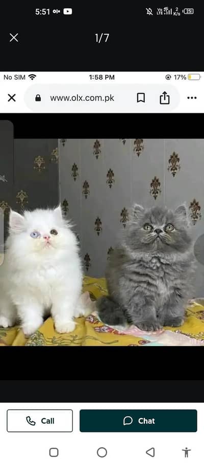 Persian cat for sale male or female my WhatsApp 0324=071=6105