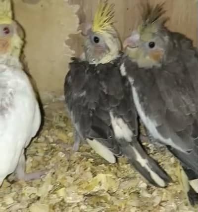 Coctail Chicks | Hand Tame