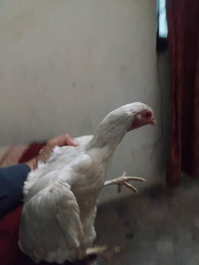 Aseel Heera pure mainwali  female for sell