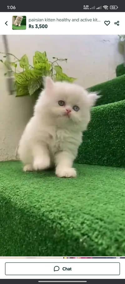 Persian cat for sale male or female my WhatsApp 0324=071=6105