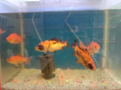 Shubunkun and Koi Fish for Sale
