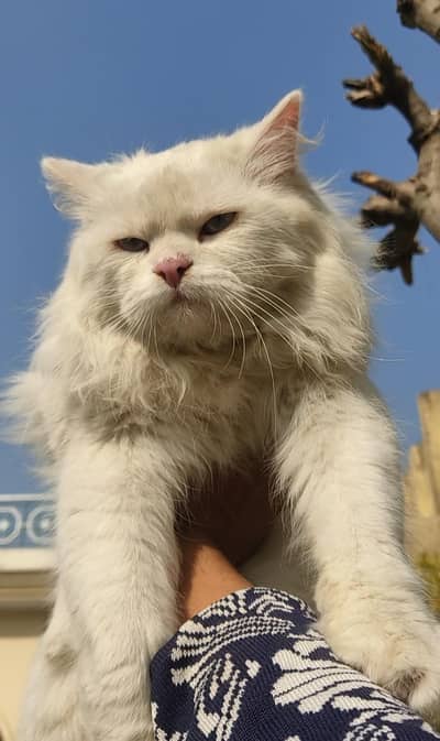 home cat male blue eyes