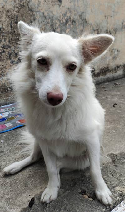 Russian dog friendly