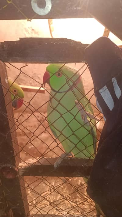 Parrot for urgent sall