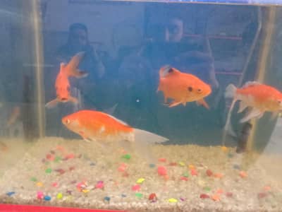 Shubunkun Fish for sale