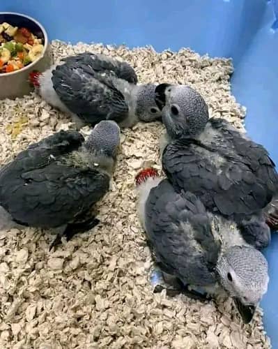 African grey chicks healthy active (03326552679)