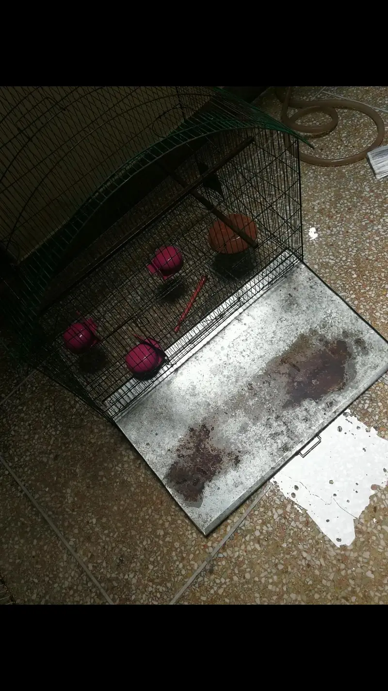 Strong Iron Parrot Cage with Tray & Heavy Rods — photo 2