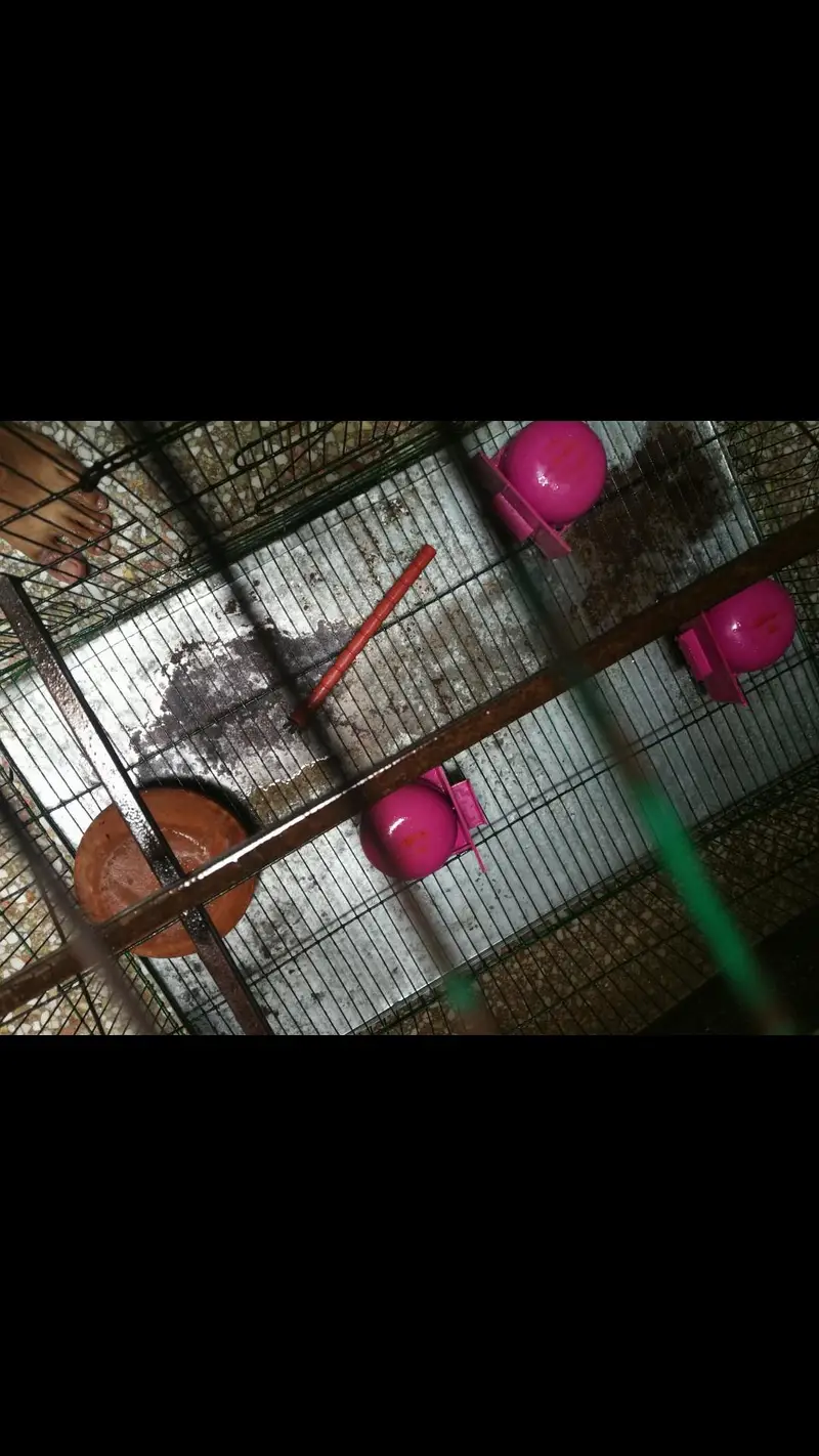 Strong Iron Parrot Cage with Tray & Heavy Rods — photo 3
