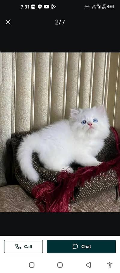 Persian cat for sale male or female my WhatsApp 0324=071=6105