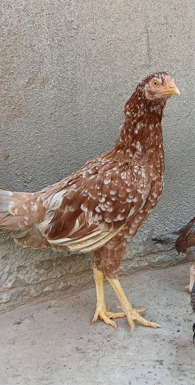 Aseel peshawari female