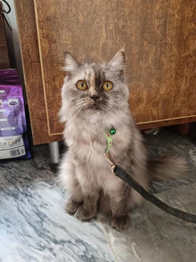 Double coat Persian cat