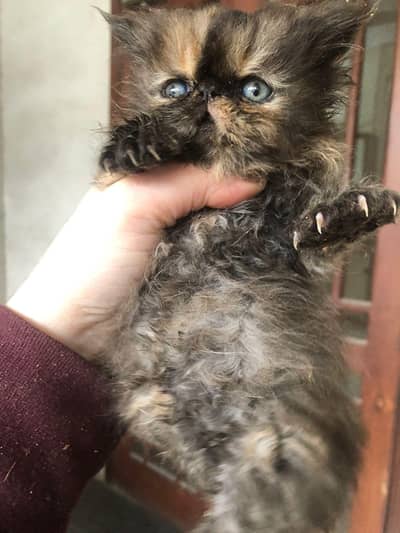 pair price/CFAline/round bigeyes/pure persian/cute/longcoat/unique